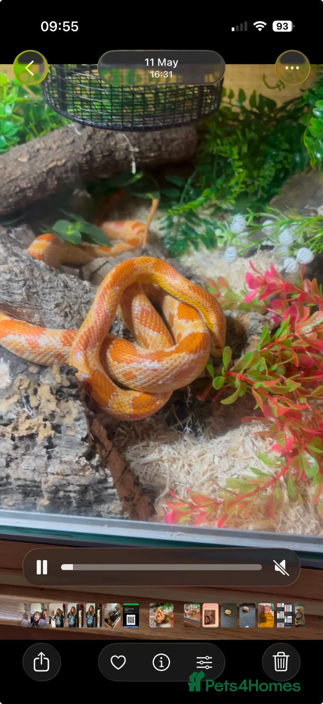 Corn Snake reptiles for sale: 2 corn snakes with full enclosures - Advert 1