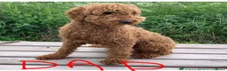 Cockapoo dogs for sale: Cockapoo puppies Red and Brown - Advert 6