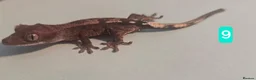 Gecko reptiles for sale: Current reptiles available  - Advert 3