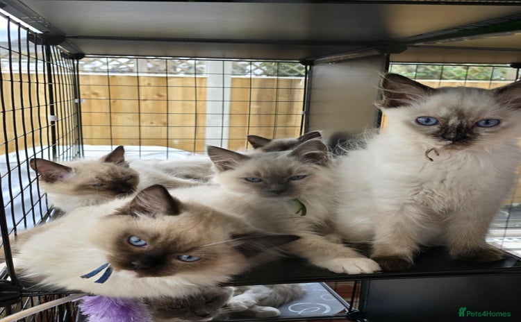 Ragdoll cats - Advert 1