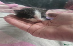 British Shorthair cats for sale: Darling Kittens  - Image 4