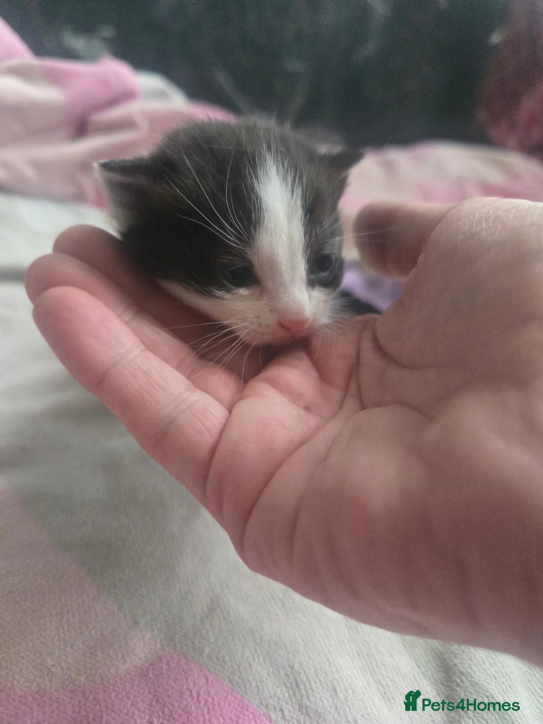 British Shorthair cats for sale: Darling Kittens  - Image 4