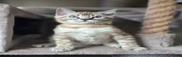 Bengal cats for sale: ❄️Outstanding Silver Snow Bengal Kittens❄️ - Advert 8
