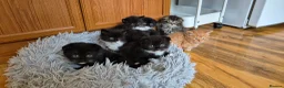 Mixed Breed cats for sale: Scottish gold kittens in Heathfield - Advert 14
