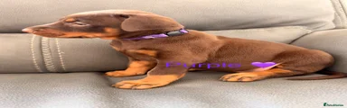 Dobermann 3