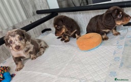 Miniature Dachshund dogs for sale: Miniature long haired dachshunds - Image 3