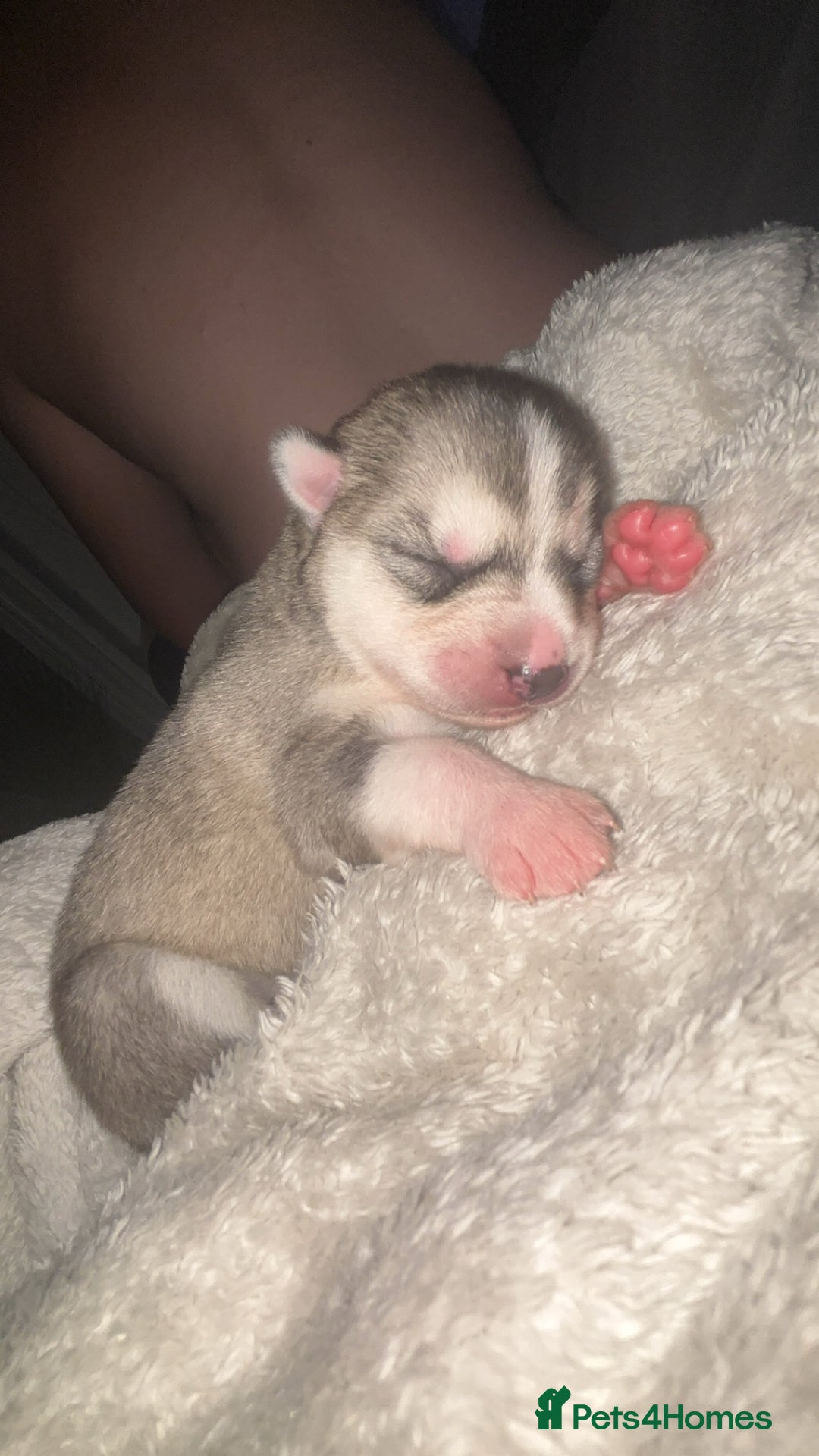 Siberian Husky dogs for sale: 6 Beautiful Siberian Husky’s ❤️ - Advert 15