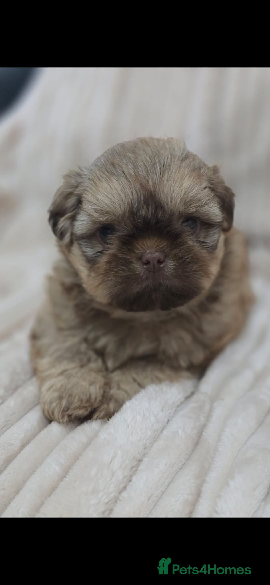 Shih Tzu dogs Ready next week Shih Tzu puppies - Advert 2