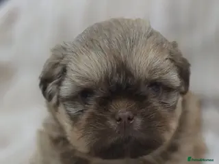 Shih Tzu dogs Ready next week Shih Tzu puppies - Advert 2