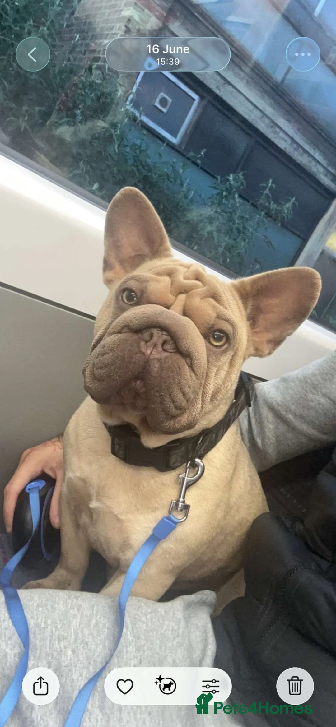 French Bulldog dogs for sale: French bulldog - Advert 1