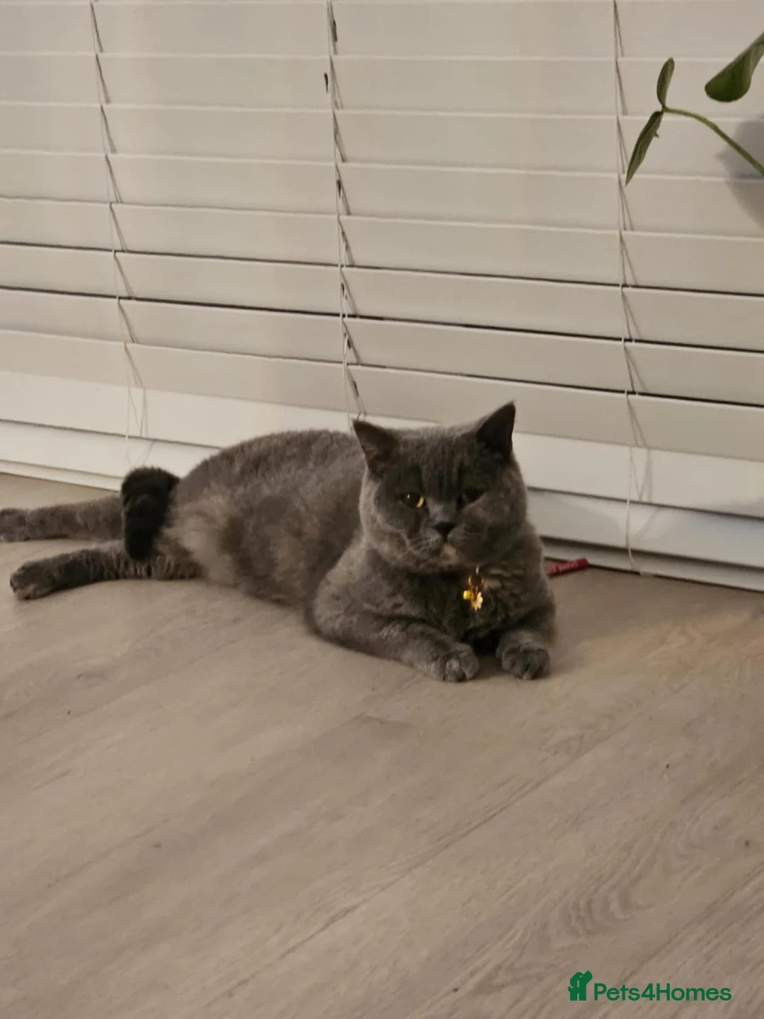British Shorthair cats for sale: Active British shorthair female  - Advert 4