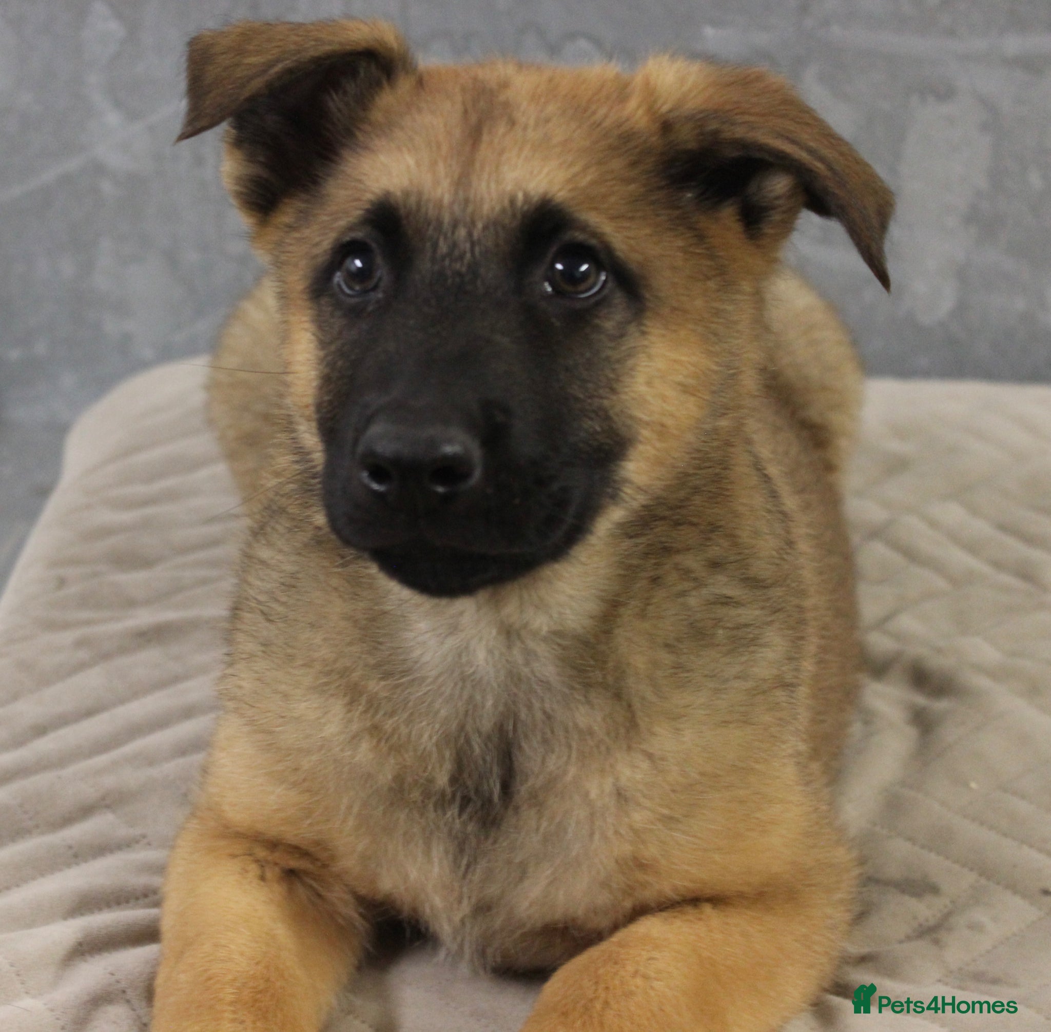 German Shepherd dogs for sale: German Shepherd Puppies  - Advert 12