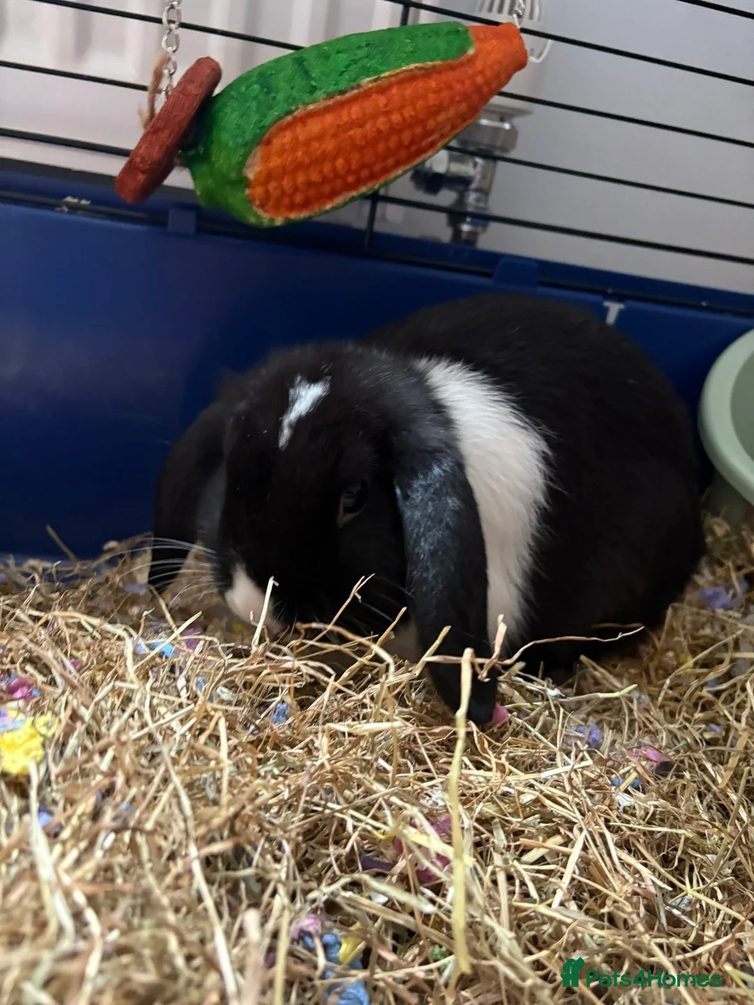 English Lop rabbits for sale: English Lop black and white bunny for sale - Advert 2