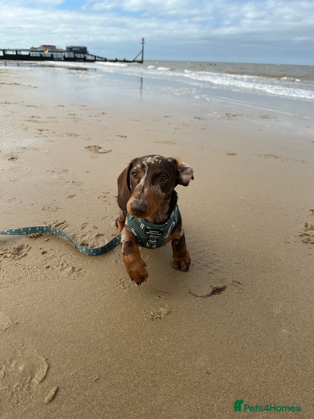 Miniature Dachshund dogs for sale: Otto  - Advert 23