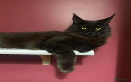 Maine Coon cats for sale: GCCF registered ACTIVE Queens  - Image 6