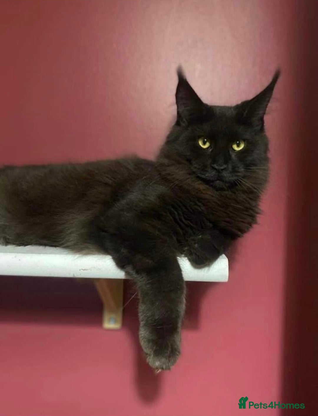 Maine Coon cats for sale: GCCF registered ACTIVE Queens  - Image 6