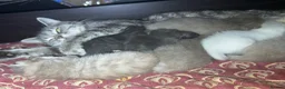 Mixed Breed cats for sale: Ragdoll x grey tabby  - Advert 2