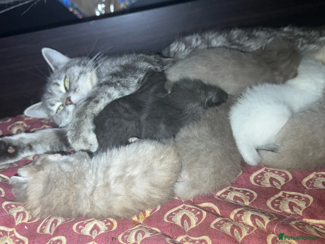 Mixed Breed cats for sale: Ragdoll x grey tabby  - Advert 2