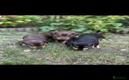 Mixed Breed dogs for sale: Miniature dachshund/ miniature pinscher in Widnes - Image 3