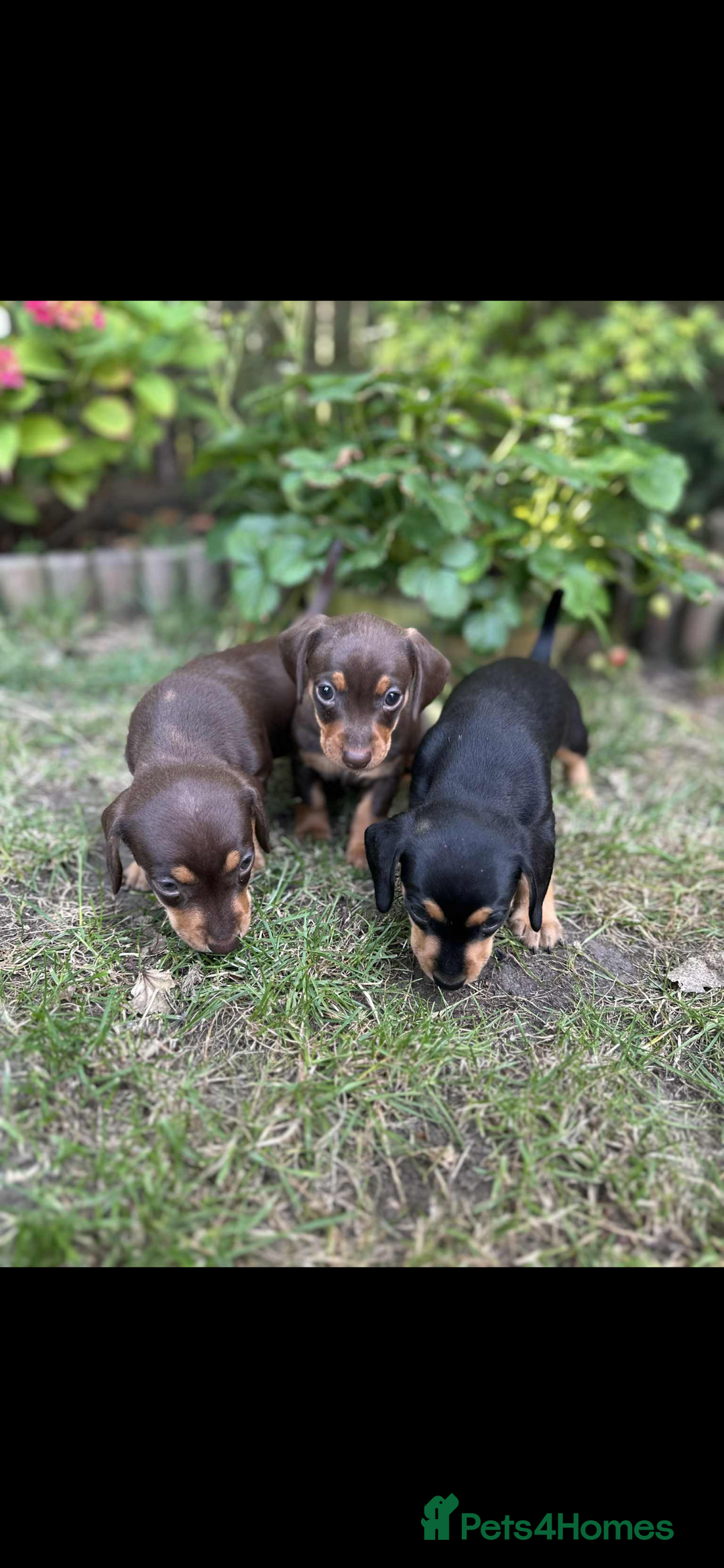 Mixed Breed dogs for sale: Miniature dachshund/ miniature pinscher in Widnes - Image 3