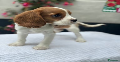 Cavalier King Charles Spaniel dogs - Advert 2