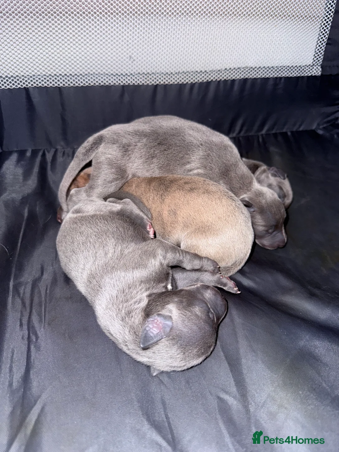 Whippet dogs for sale: Beautiful KC registered whippet pups - Advert 9