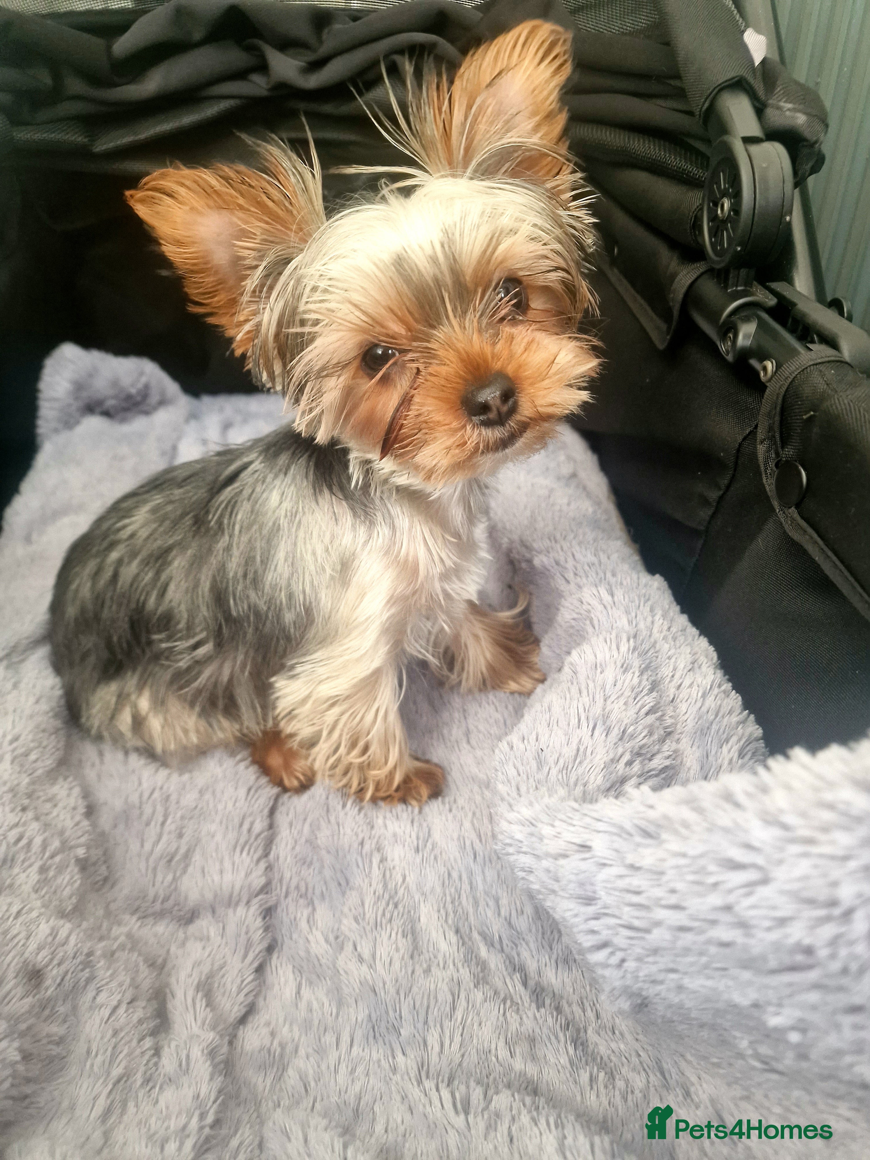 Yorkshire Terrier dogs The most beautiful teeny  genuine Yorkie puppies in Halifax - Advert 19