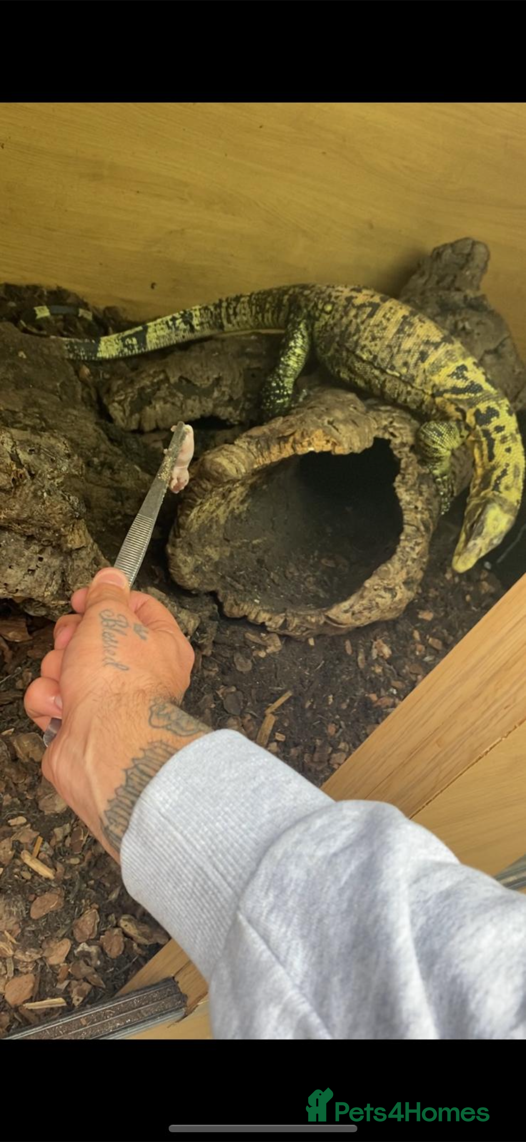 Monitor reptiles for sale: Philippines water monitor Cumungi yellow head - Advert 4