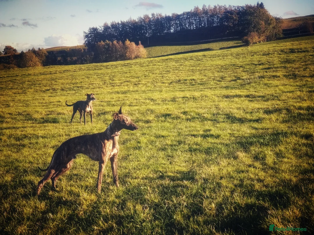 Mixed Breed dogs for sale: Lurcher puppies  - Image 14
