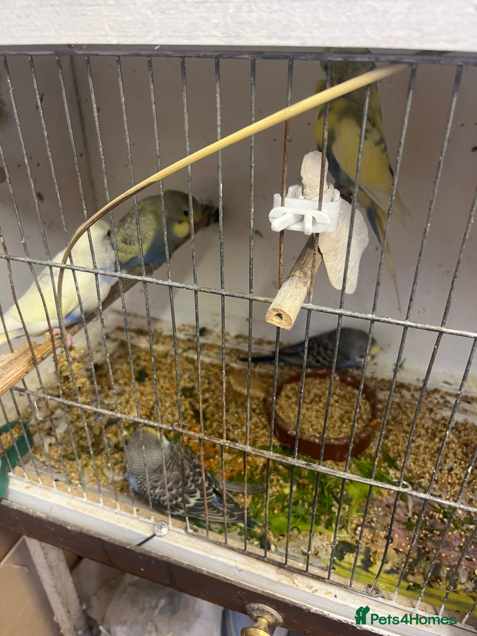 Budgerigars birds Baby budgies for sale - Advert 18