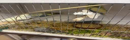 Budgerigars birds for sale: Baby budgies for sale - Advert 1