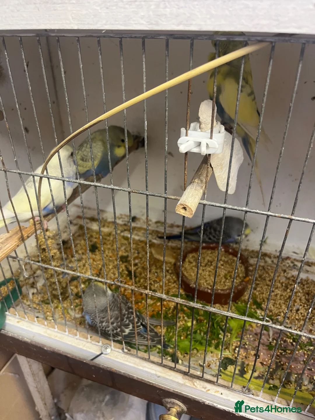 Budgerigars birds for sale: Baby budgies for sale - Advert 1