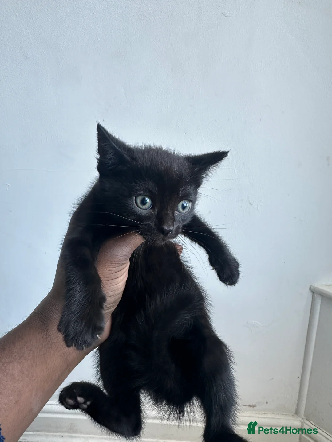 British Shorthair cats for sale: 4 playful kittens for sale  - Advert 5