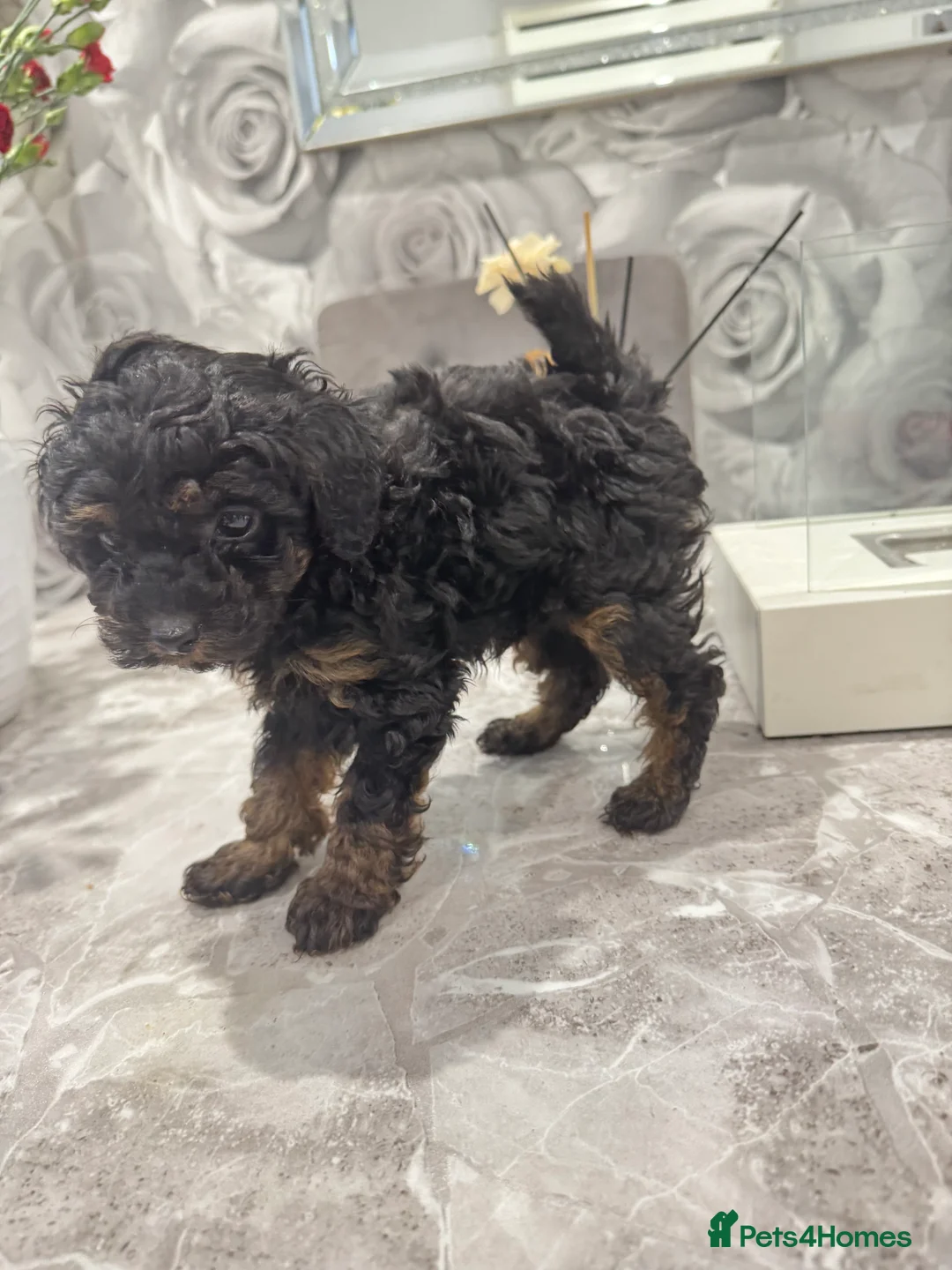 Cavapoo dogs for sale:  ** /TOY MULTI GEN CAVAPOO BOY - Advert 5