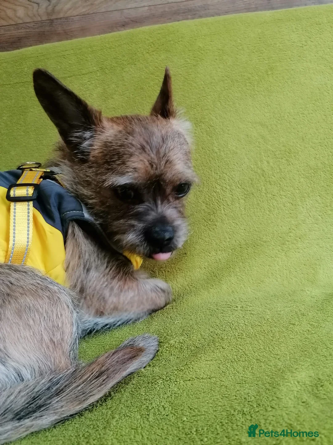 Mixed Breed dogs for adoption: 💙RONNIE Big Personality In Tiny Wrap Chorkie X - Advert 10