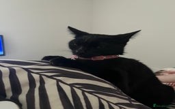 Bombay cats for sale: 2 female cats ******! - Image 5