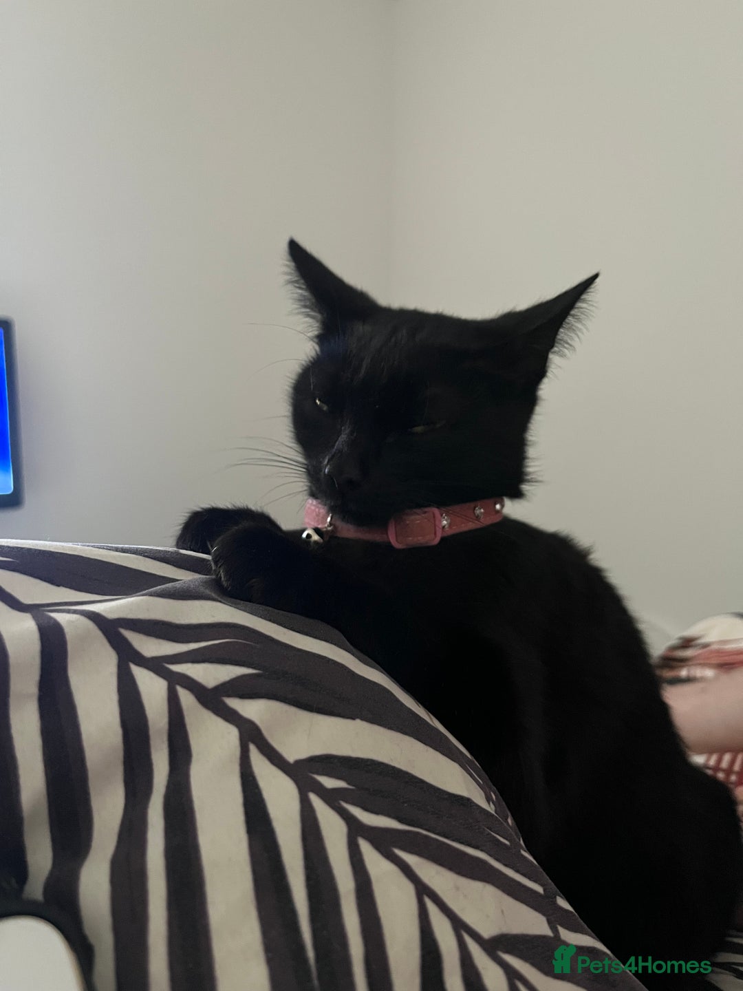 Bombay cats for sale: 2 female cats ******! - Image 5