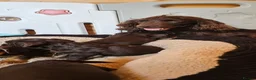 Cocker Spaniel dogs for sale: 5 STUNNING KC WORKING TYPE COCKER SPANIELS  - Advert 25