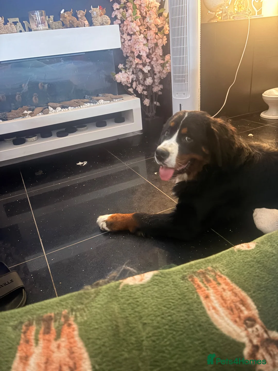Bernese Mountain Dog dogs for sale: Bernese female gorgeous girl  in Chesterfield - Advert 1