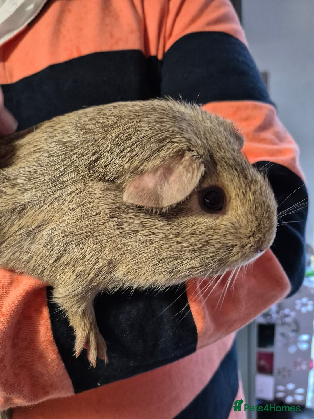 Guinea Pig rodents for sale: Pair of female guinea pigs - Advert 2