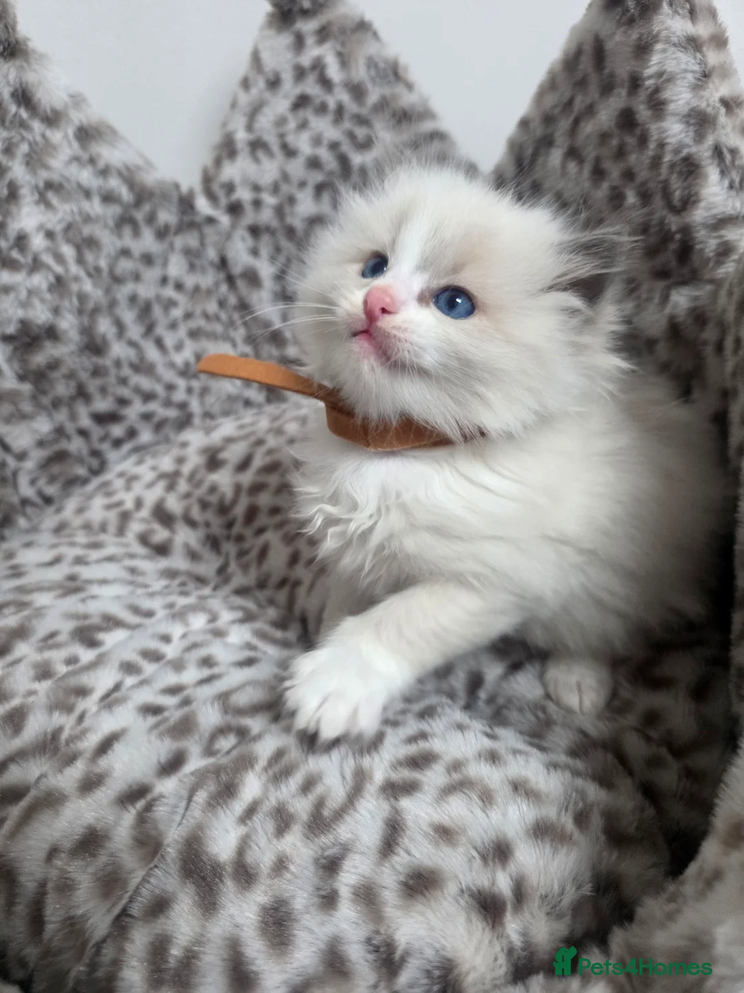 Ragdoll cats for sale: Stunning Ragdoll kittens - Advert 20