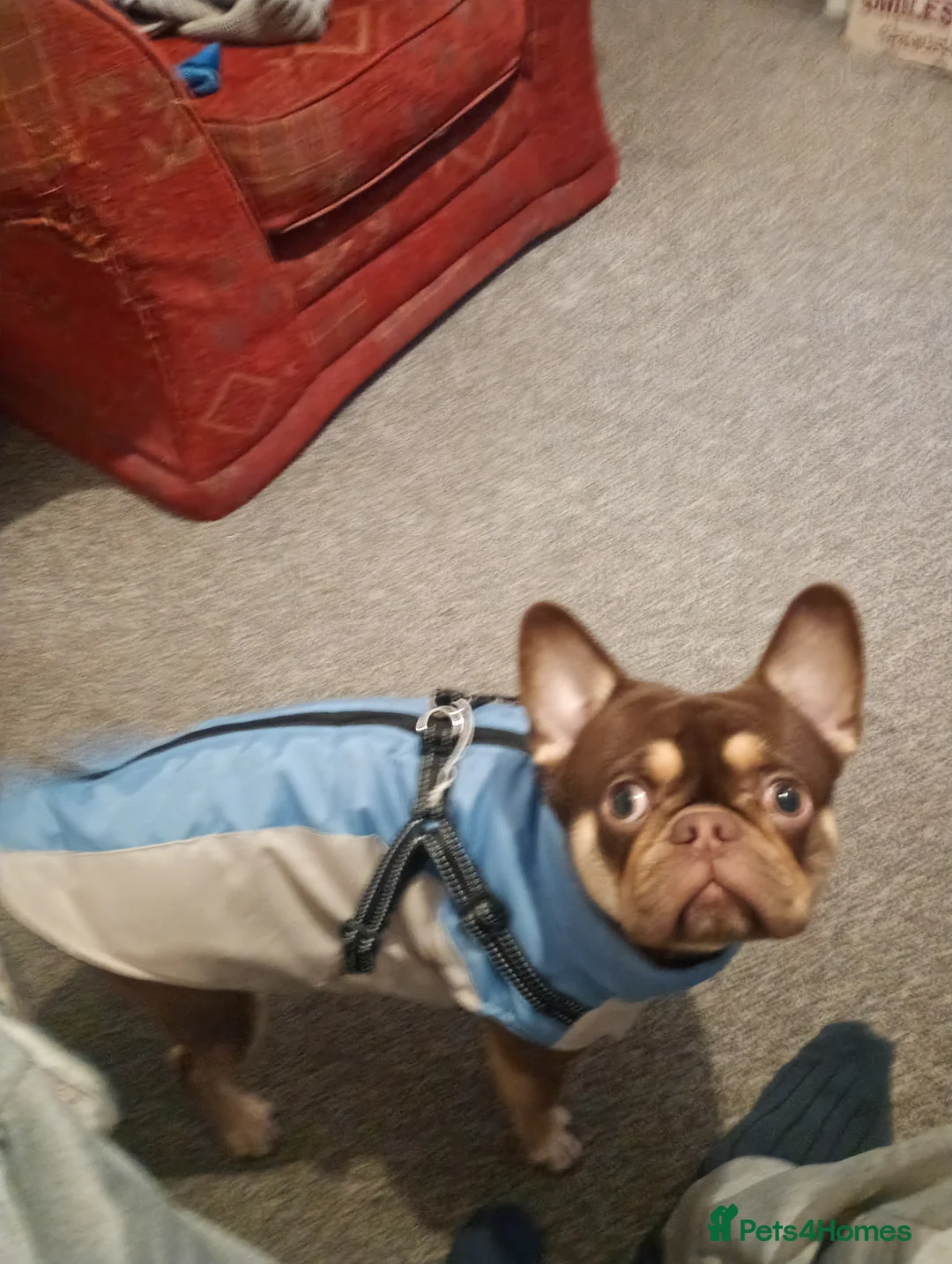 Frug dogs for sale: Male ,,milo - Advert 3