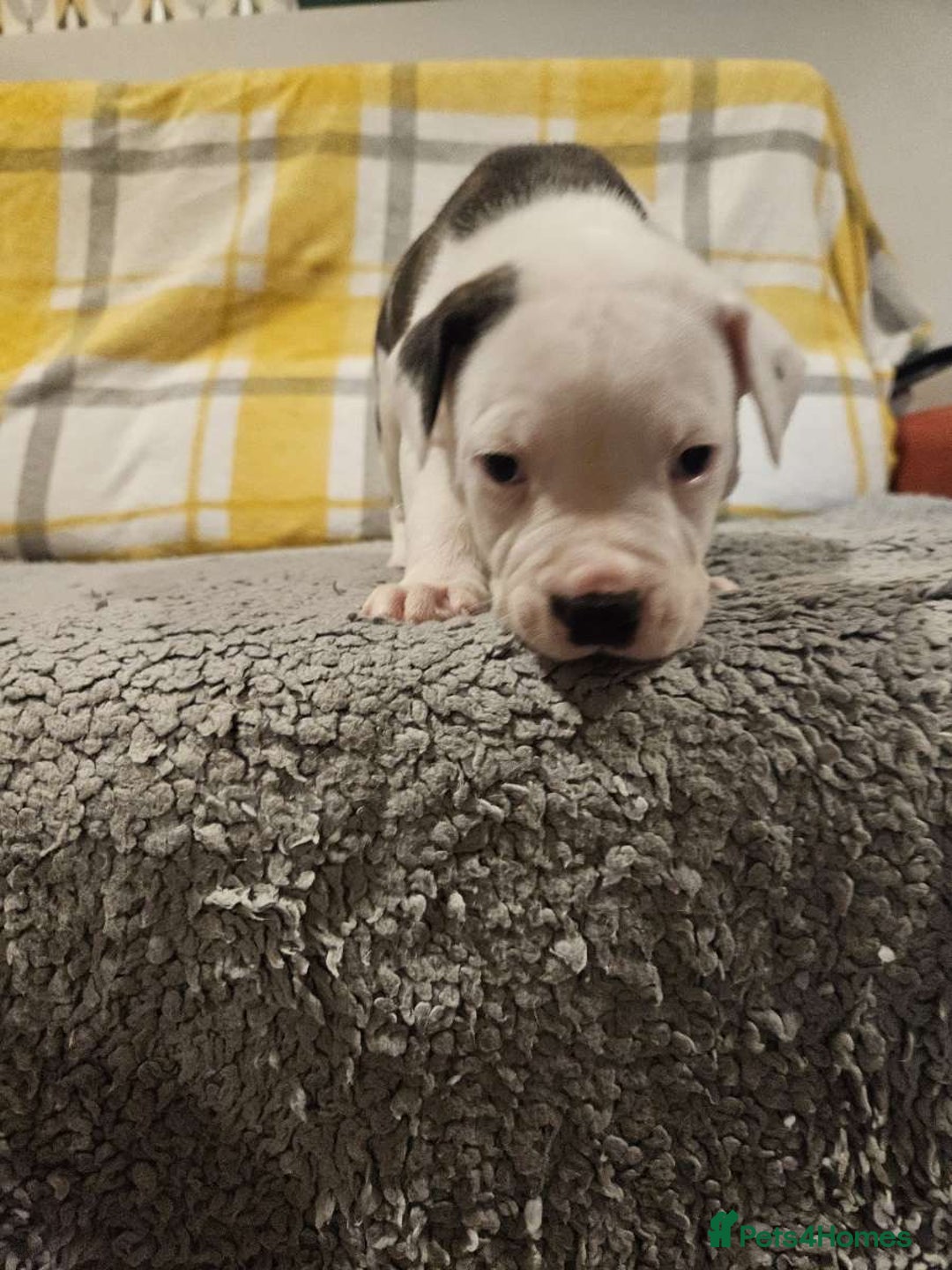 Mixed Breed dogs for sale: American bulldog x Staffy pups  - Image 4