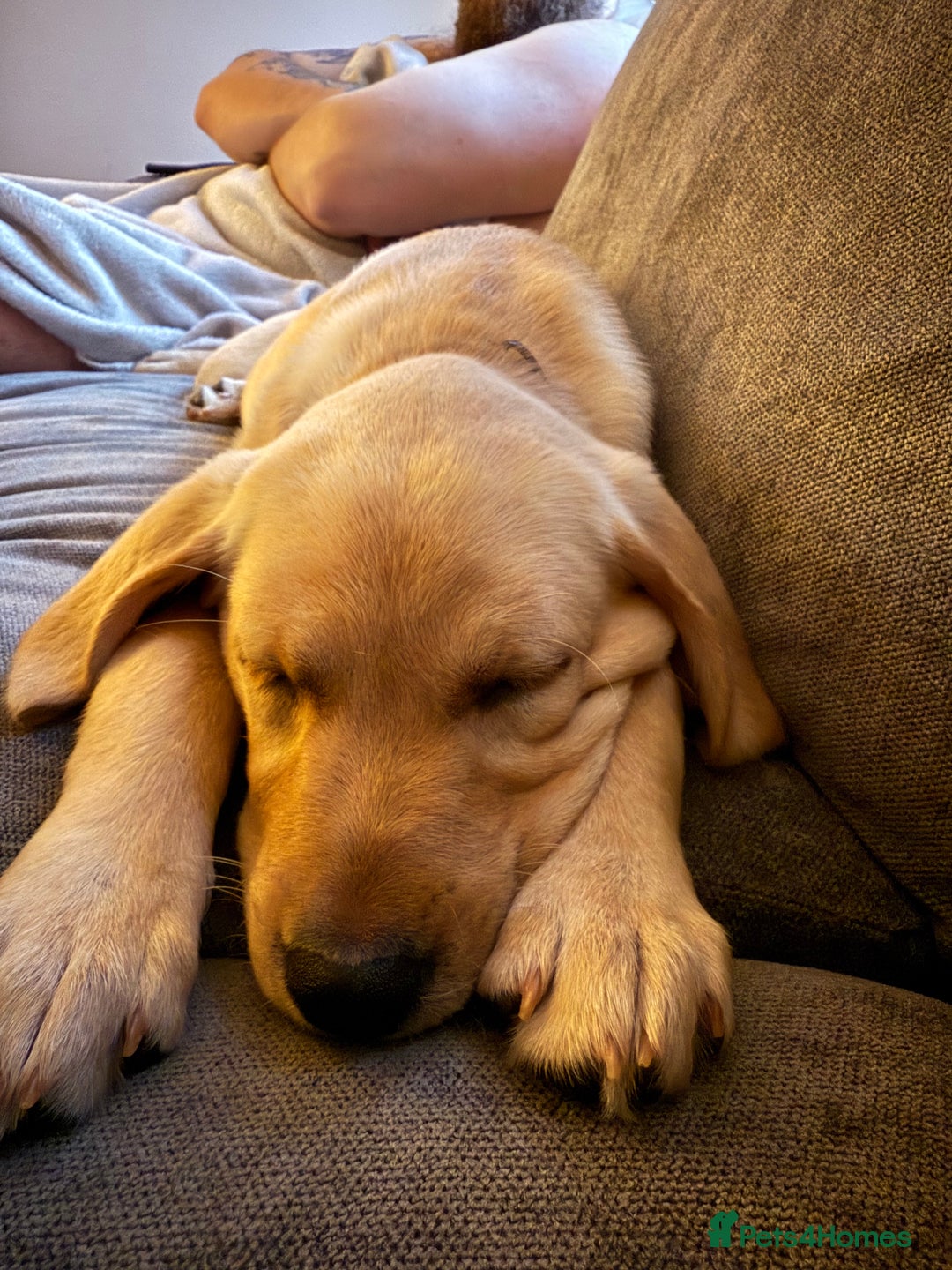 Labrador Retriever dogs for sale: Cream Labrador Retriever Puppy  - Image 18