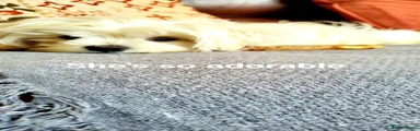 Maltese Puppy 2