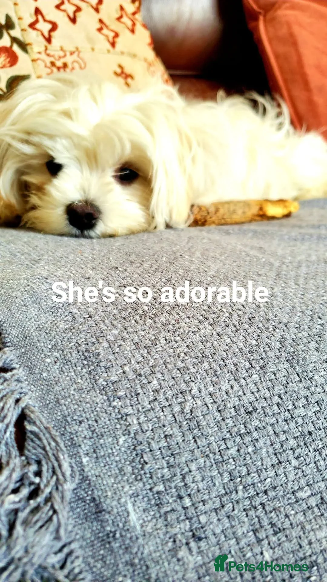 Maltese dogs for sale: 6 months old Maltese - Advert 1