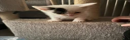 Mixed Breed cats for sale: Two last remaining kittens - Advert 4