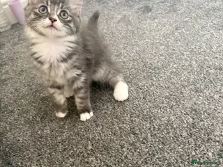 Ragdoll cats Kitten - Advert 5