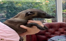 Italian Greyhound dogs for sale: ITALIAN GREYHOUND PUPPIES  - Image 29