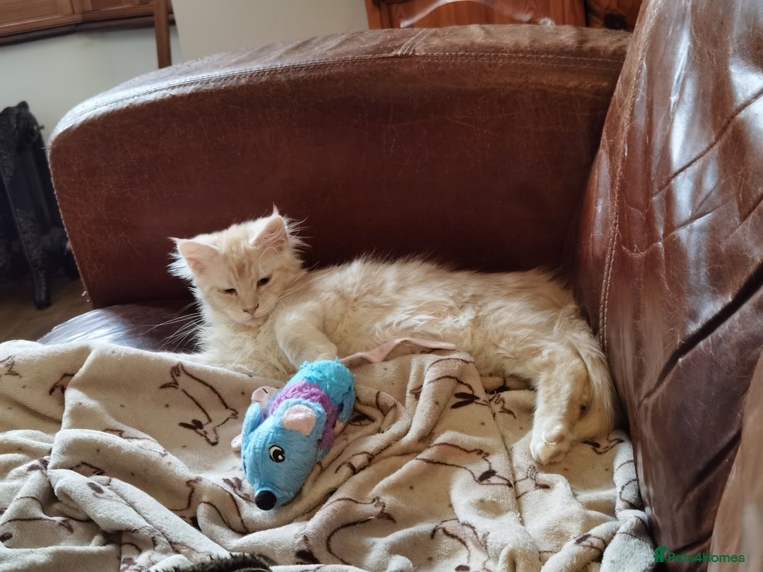 Maine Coon cats for sale: Three beautiful Maine Coon kittens - Advert 14